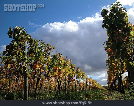 
                Frankreich, Weinberg, Weinanbaugebiet                   