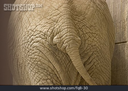
                Rückansicht, Körperteil, Elefant                   