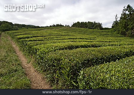 
                Azoren, Plantage, Teeplantage                   