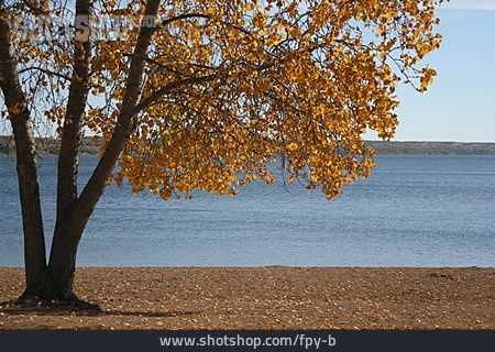 
                Baum, Herbst, Laub, Kanada                   