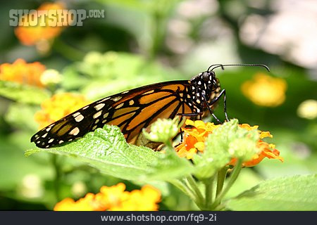 
                Schmetterling, Monarchfalter                   