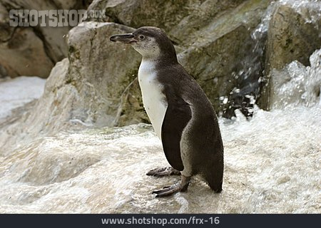 
                Wildtier, Pinguin                   