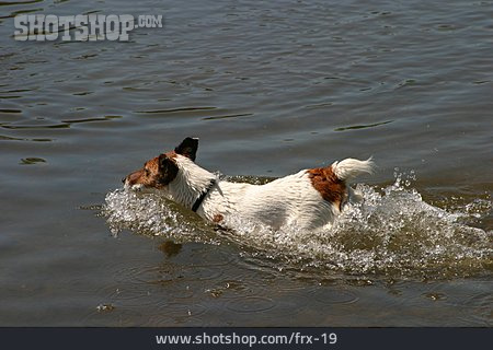 
                Schwimmen, Hund                   
