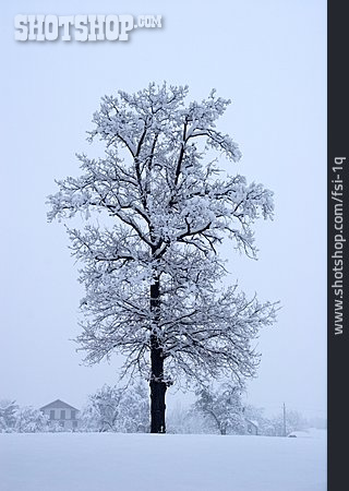 
                Baum, Schnee                   