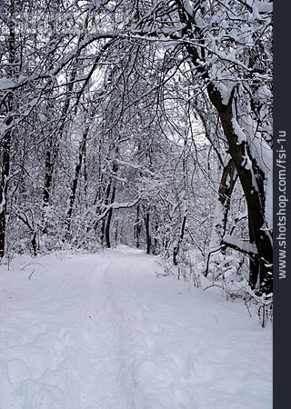 
                Wald, Schnee                   