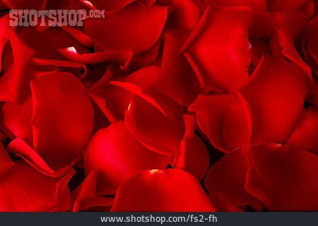 
                Rot, Rosenblatt, Blütenblatt                   