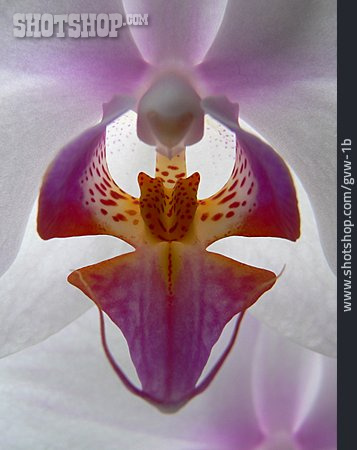 
                Blüte, Orchidee                   