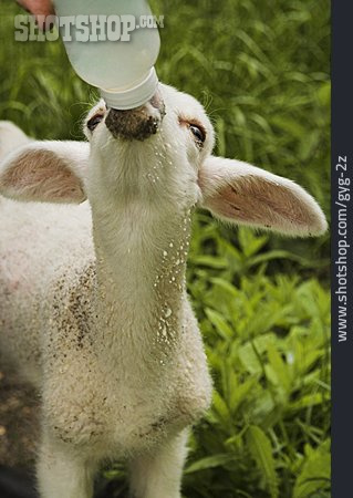 
                Schaf, Füttern, Lamm, Milchflasche                   