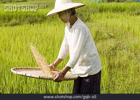 
                Sieben, Reisfeld, Vietnam, Reisbäuerin                   