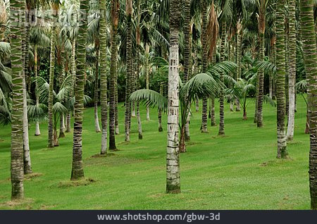 
                Palme, Palmenwald                   