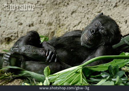 
                Affe, Schimpanse, Bonobo                   