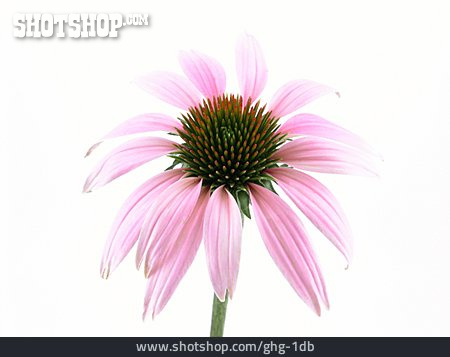 
                Blüte, Sonnenhut, Heilpflanze, Echinacea                   