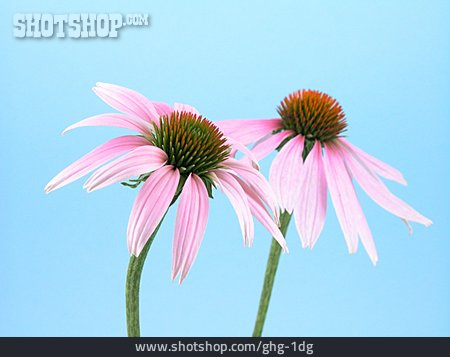
                Blume, Sonnenhut, Echinacea                   