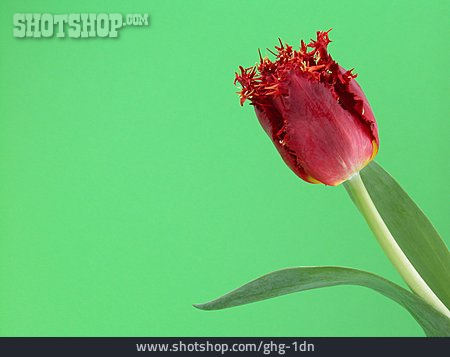 
                Blume, Blüte, Tulpe                   