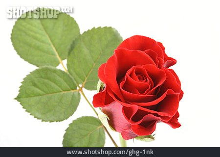
                Rose, Rot                   