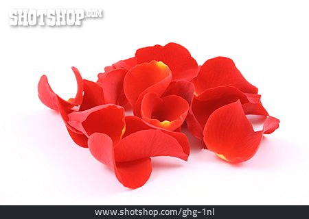 
                Rosenblatt, Blütenblatt                   