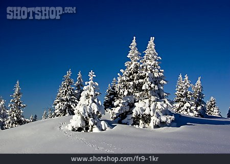 
                Winter, Winterlandschaft, Tanne                   