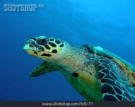 
                Schildkröte, Karettschildkröte, Meeresschildkröte                   