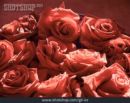 
                Rose, Blüte, Rote Rose                   