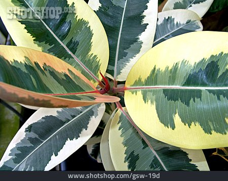 
                Gummibaum, Ficus Decora Tricolor, Ficus Decora                   