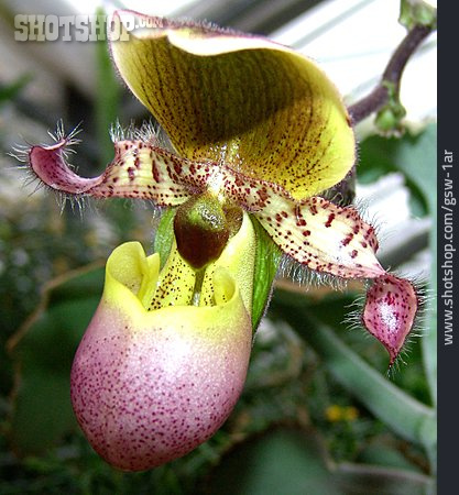 
                Orchidee, Frauenschuh                   