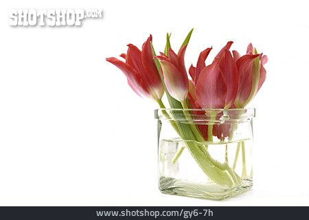 
                Tulpe, Blumenvase                   