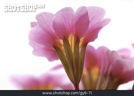 
                Blume, Blüte, Primel                   