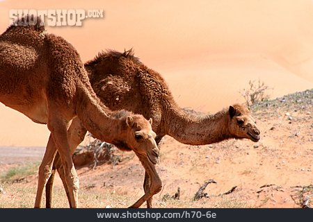 
                Wüste, Dromedar                   