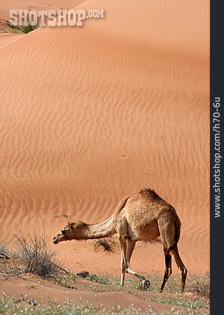 
                Wüste, Dromedar                   