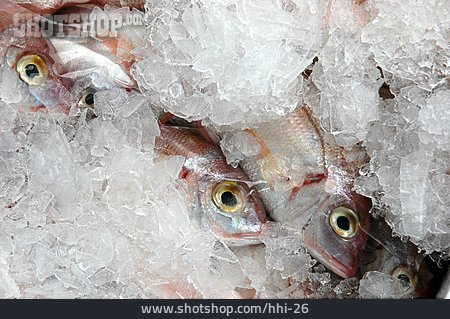 
                Fisch, Tiefgekühlt                   