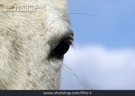 
                Pferd, Auge, Tierauge                   