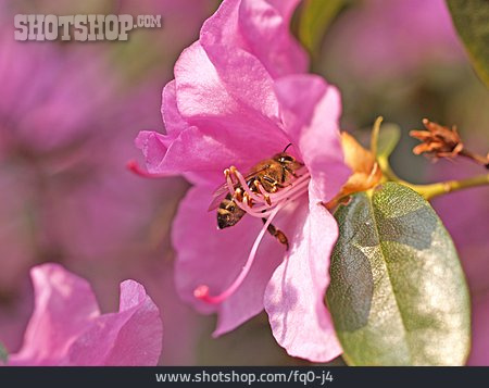 
                Blüte, Biene, Rhododendron, Azalee                   