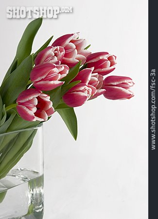 
                Tulpe, Blumenstrauß, Blumenvase                   