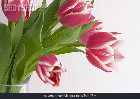 
                Tulpe, Blumenstrauß, Blumenvase                   