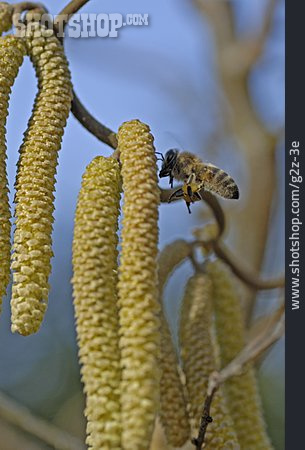 
                Biene, Haselnussblüte                   