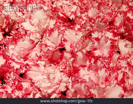 
                Blüte, Rhododendron, Azalee                   
