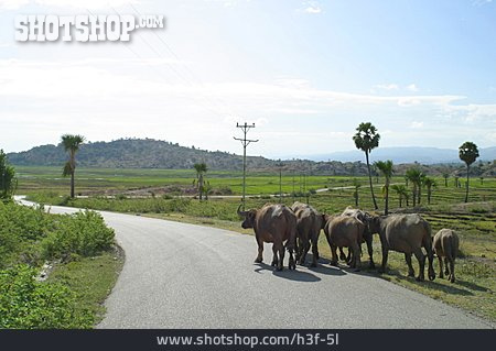 
                Herde, Rind, Büffel, Osttimor                   
