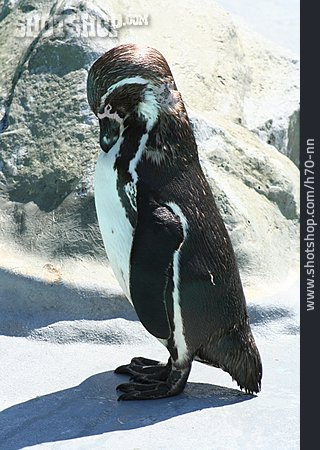 
                Pinguin, Humboldt-pinguin, Brillenpinguin                   