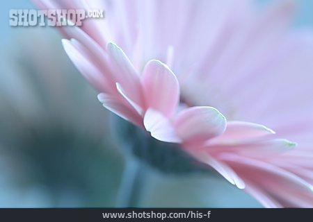 
                Blume, Gerbera                   