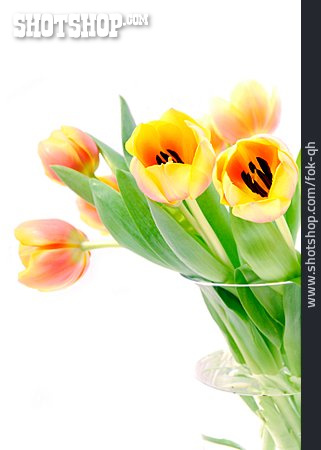 
                Tulpe, Tulpenstrauß, Schnittblume                   