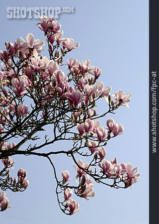 
                Magnolie, Magnolienbaum                   