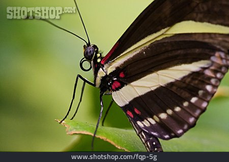 
                Schmetterling, Papilio Memnon                   