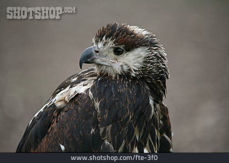 
                Adler, Raubvogel, Afrikanischer Schreiseeadler                   