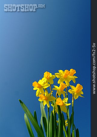 
                Blume, Narzisse                   