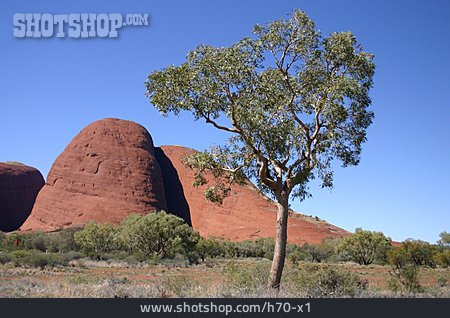 
                Baum, Australien, Uluru-kata-tjuta-nationalpark                   