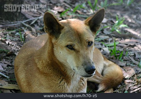 
                Wildhund, Dingo                   
