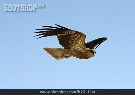 
                Flying, Raptor, Falcon                   