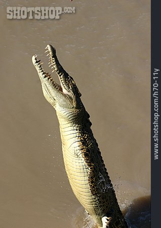 
                Gefahr & Risiko, Krokodil, Alligator                   