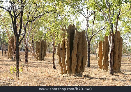 
                Termitenbau, Termite                   