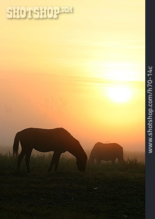 
                Sonnenuntergang, Pferd                   